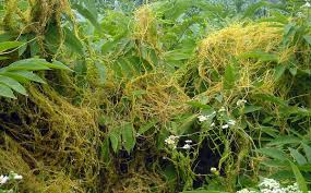 Image result for Cuscuta australis
