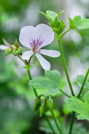 Image result for Pelargonium domesticum round-leaved bushy