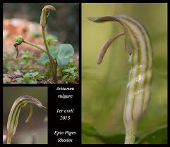 Arisarum vulgare, common name the friar's cowl or larus , is an herbaceous, perennial, with an underground rhizome plant in the genus arisarum belonging to the family araceae. Arisarum Vulgare