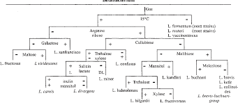 The Lactic Acid Bacteria A Literature Survey Semantic