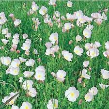 2 5 Quart In Pot Mexican Evening Primrose L5045 Lowes Com Evening Primrose Evening Primrose Flower Winter Plants
