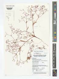 Image result for Gisekia africana