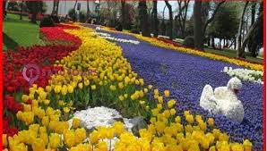 Sementara, di turki sendiri bunga tulip disebut 'lale' (lili)…unik ya? Menikmati Bunga Tulip Saat Musim Semi Di Istanbul Turki Satutours Co Id