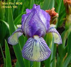Mini Plic Miniature Dwarf Bearded Iris Mdb Iris