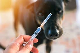 Si vous êtes un résident du canada et que vous avez l'intention d'emporter votre animal de compagnie à. Vaccin Du Chien Le Guide Pour Tout Savoir Sur La Vaccination De Votre Chien