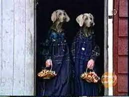 Check spelling or type a new query. Sesame Street Wegman Dogs Demonstrate 2 Youtube