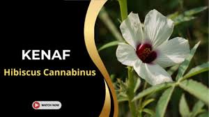 Image result for Hibiscus cannabinus