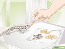 Image result for what does a spiny lizard eat