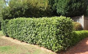 All his daughters were named with colors. Kemuning Taksonomi Morfologi Manfaat Cara Menanam