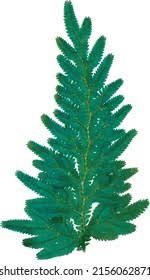 Image result for Selaginella lewalleana