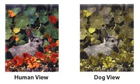 They're absolutely not color blind. Are Dogs Color Blind The Answer Is Not So Black And White Dog Tag Art