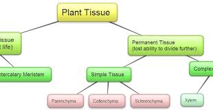 Start studying animal cell&tissue culture. Cbse Papers Questions Answers Mcq Cbse Class 9 Biology Ch6 Tissues Set 1