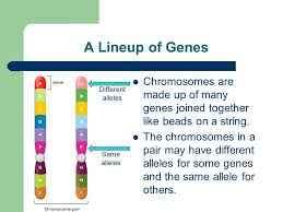 Draw a chromosome before interphase has. Genetics The Science Of Heredity Genetics Vocabulary Heredity The Passing Of Physical Characteristics From Parent To Offspring Through Joining Of Sex Ppt Download