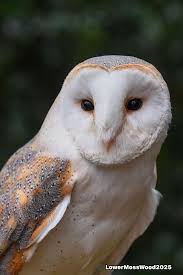 Profile for Lower Moss Wood Nature Reserve & Wildlife Hospital