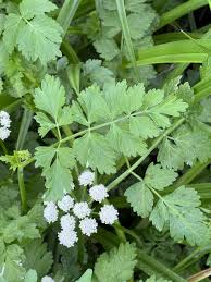 Image result for Oenanthe