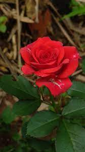 Pin By Subhasmita Sahoo On Contractions Rose Flowers Plants