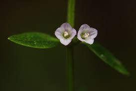 Image result for Congolanthus