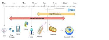 Cells Bioninja