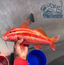 澎湖沿岸手釣 秋姑