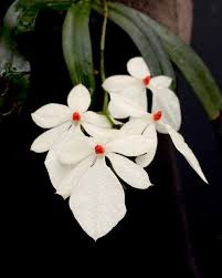 Image result for Polystachya steudneri