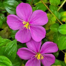 Image result for Dissotis