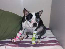 Immune Mediated Hemolytic Anemia What Dog Owners Need To Know Oakland Veterinary Referral Services