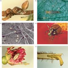 The distributions of five armoured scale insect species attacking different species and varieties of citrus trees were studied in nine provinces in egypt viz in a few numbers in alexandria. Scale Insects An Overview Sciencedirect Topics