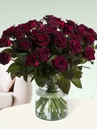 Blumenarangement «50 rote rosen»‎ jetzt verschicken ✓ 100% pünktliche lieferung ✓ günstige und frische blumen. 50 Rosen Black Baccara Surprose De