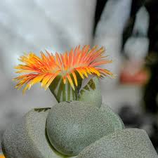 Image result for Mimulopsis runssorica