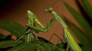 La mantis hembra se come al macho? - Biocuriosidades