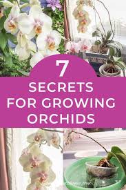 These Tips To Orchid Care For Beginners Are Great Find Out All The Basics For Growing Indoor Orchids In Pots From Growing Orchids Orchid Care Indoor Orchids