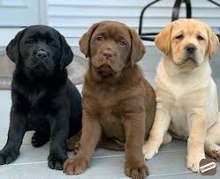 Look at pictures of labrador retriever puppies who need a home. Loving Male And Female Labrador Puppy For Adoption Margao Zamroo