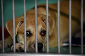 Paul adopted its own ordinance in december, joining eden prairie and roseville. There Is Such A Thing As A Bad Dog Surge In Imported Pets Brings Risks For Mn Buyers Twin Cities