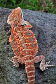 Products Info King S Backyard Reptile S Red Bearded Dragon Bearded Dragon Fancy Bearded Dragon