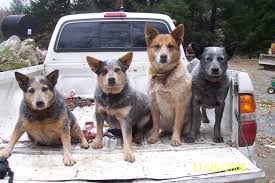 Australian Cattle Dogs Help Us Around The Farm From L R Roxy Gunner Cattle Dogs Rule Australian Cattle Dog Blue Heeler Dogs