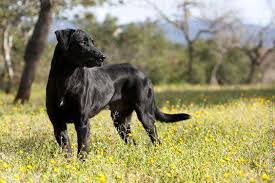 Majorca shepherd dog er en spansk race, og den blev udviklet til hyrde kvæg og også brugt som en allround gårdhunde. Majorca Shepherd Dog Ca De Bestiar Description Of The Breed Character