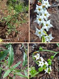 Image result for Heliotropium ciliatum