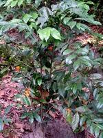 Image result for Carpolobia goetzei