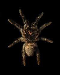 Image result for Mikaniopsis usambarensis