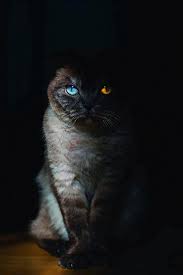 Renkli Gozlu Kedi 2020 Hayvanlar Kedi Fotograf