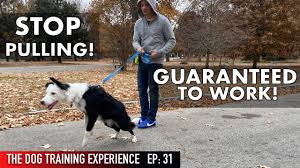 The Most Realistic Leash Dog Training Lesson Ever Stop Pulling Youtube