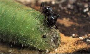 Image result for Globimetula anguliflora