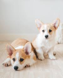 Its longish, lowly set built earns it the name alsatian with short legs. its other distinctive features include a moderately large head, widely set eyes. Photos And Fun Facts About Adorable Baby Corgis