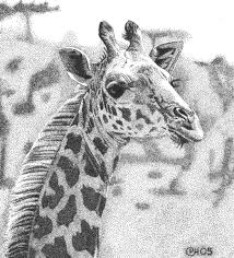 Ink pen drawings love drawings beautiful drawings animal drawings drawing sketches drawing designs drawing shop giraffe pen & ink drawing poster created by tea_and_frumpets. Giraffe Pen And Ink Patrick Hedges