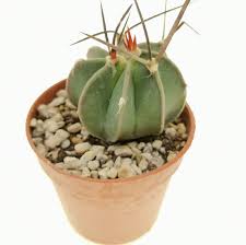 Image result for Biophytum crassipes