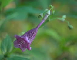 Image result for Strobilanthes hamiltoniana