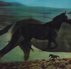 Horses Running Horses Pet Sounds Animals Images