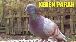 May 31, 2021 · delicious cornbread upside down casserole in 17 minutes. Grebek Pasar Burung Merpati Ajibarang Merpatiku Youtube