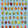 Locals eagerly await mango season when those without a tree will likely harass their neighbors and friends for fruit. Https Encrypted Tbn0 Gstatic Com Images Q Tbn And9gcs0nshpn7yey58xulksi5nyzr9dci9he2gnpl5lmmm Rbpysqlt Usqp Cau
