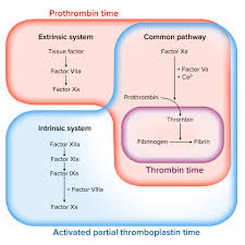 Image result for Anticoagulation Pathway